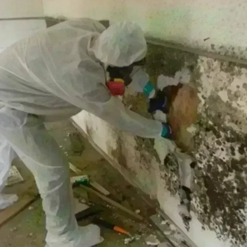 Mold Remediation and Removal in Big Stone Gap, VA